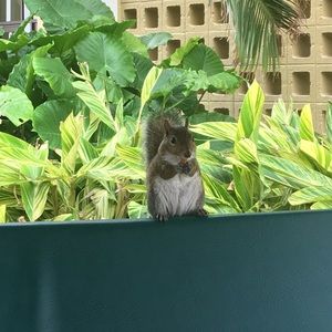 Meet your Posher, Albert